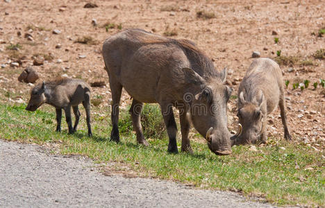 阿多野生动物园的一个野猪家庭图片