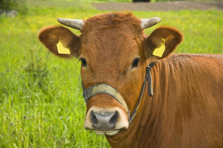 牛的肖像