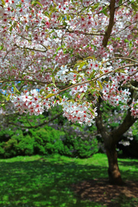 粉红色樱花树