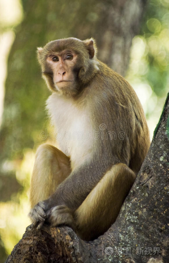 野生恒河猴照片-正版商用图片0jcx5h-摄图新视界