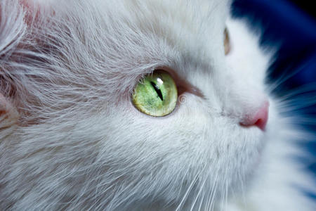 绿眼睛的白猫。