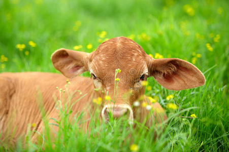 小牛在草地上