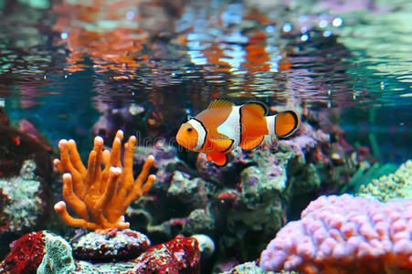 黄斑小丑鱼