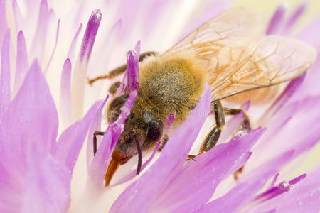 花上蜜蜂收集花蜜图片