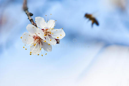 天空 美女 樱花 花粉 分支 明亮 盛开 自然 授粉 花瓣