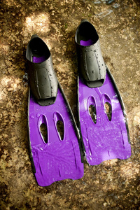 鱼翅紫图片