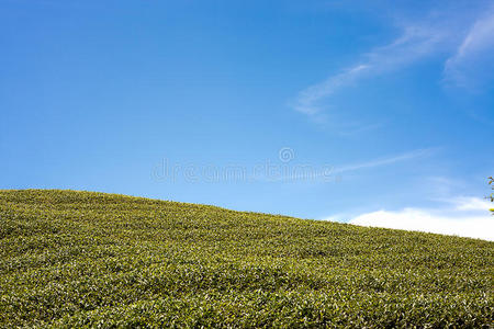 台湾八卦茶园图片