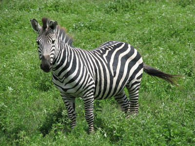 斑马坦桑尼亚ngorongoro