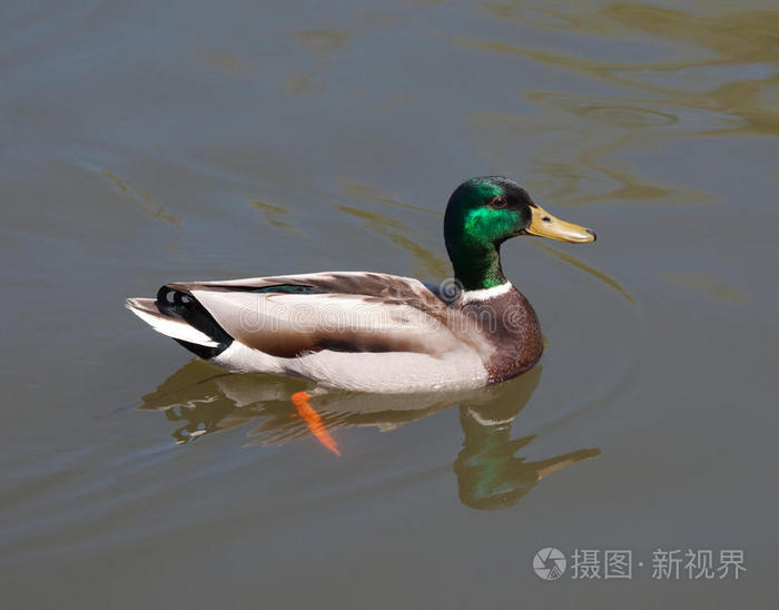 绿头鸭公