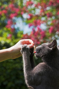 在春天的花园里喂养的灰色小猫