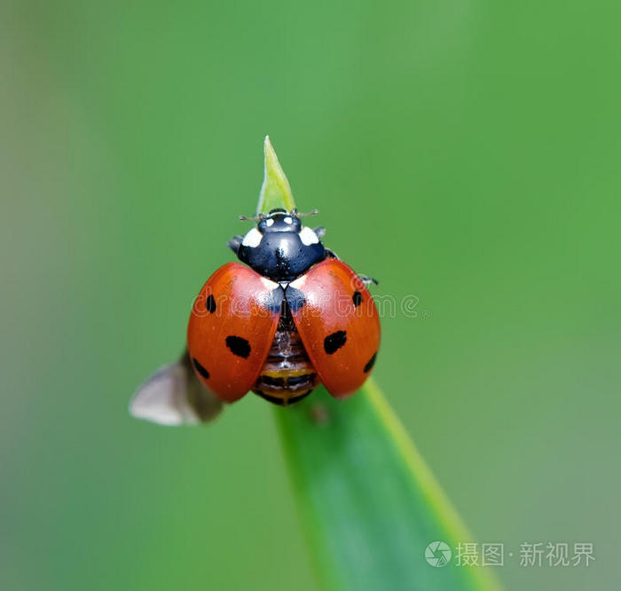 瓢虫张开翅膀