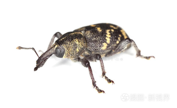 下载小样发票合同问题/举报甲虫种类稻瘟病象鼻虫昆虫长角甲虫昆虫地