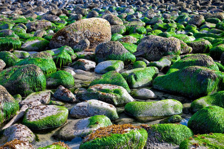 海草背景的岩石