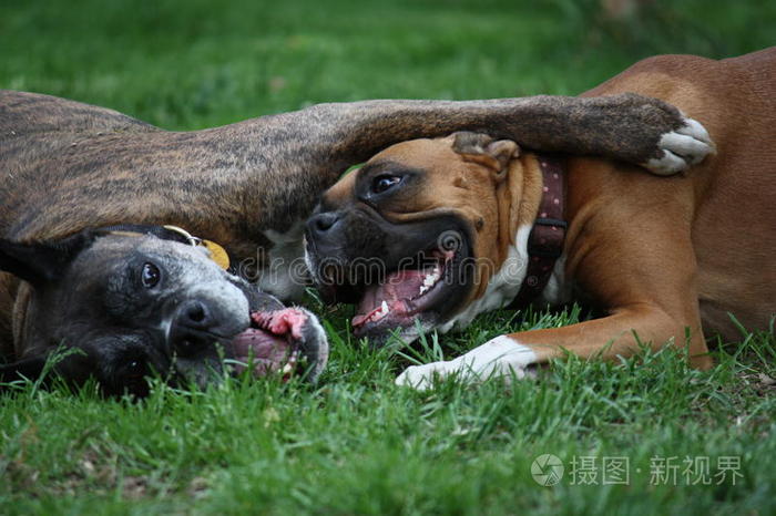 犬带棍子的狗运动猎犬拳师犬足球俱乐部热情的皮特布尔拿着足球亨特