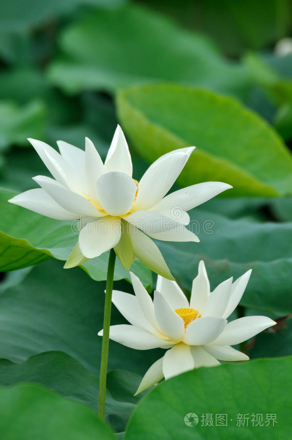两朵白莲花