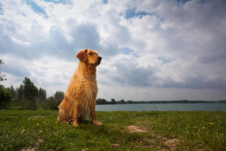 金毛猎犬画像