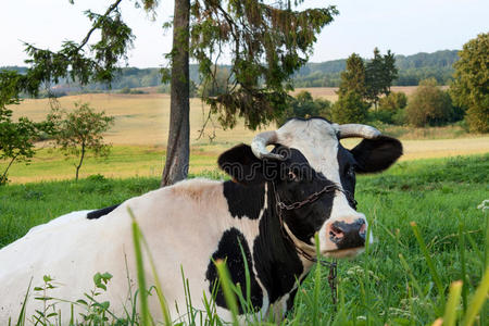 农田里的牛