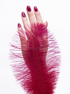 手上有粉红色的指甲和美丽的羽毛