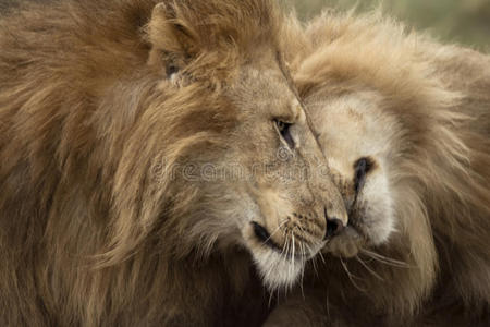 塞伦盖蒂国家公园，两只成年狮子