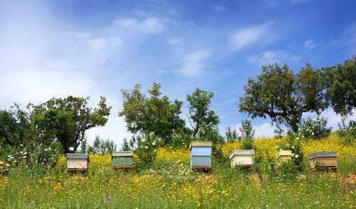 葡萄牙的蜜蜂之家。