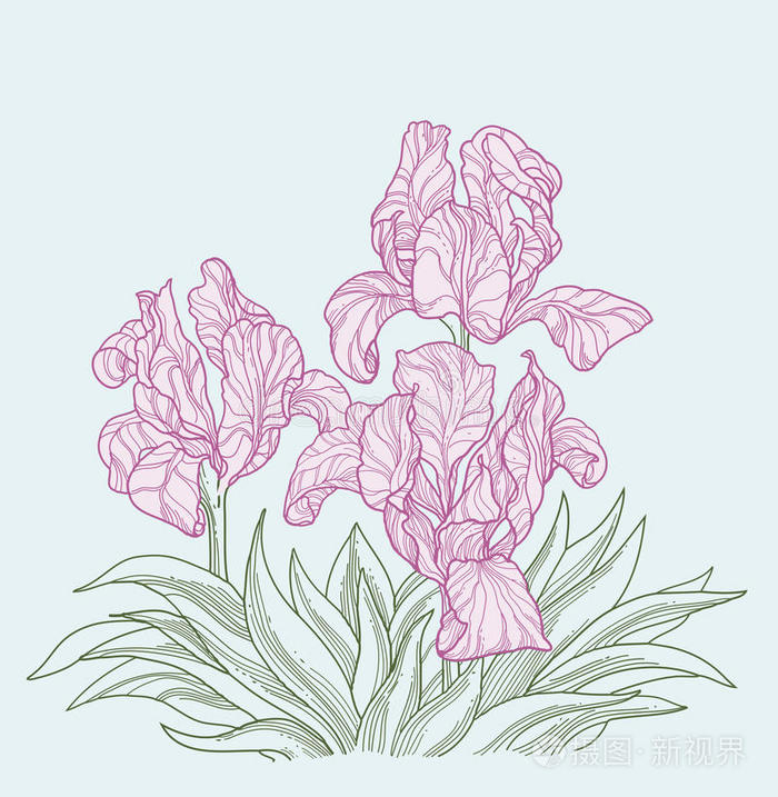 美丽的花朵-鸢尾花插画-正版商用图片0jnbvm-摄图新