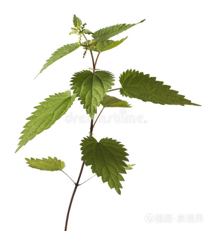 荨麻