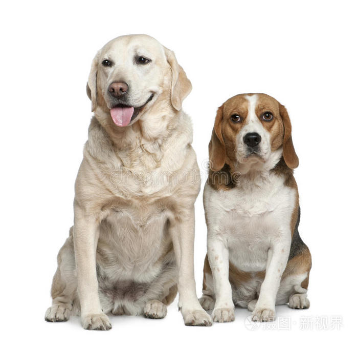 比格犬,1岁,坐着胖拉布拉多猎犬,7岁,坐着拉布拉多猎犬,8岁,坐着金毛