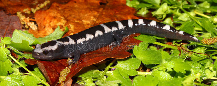 大理石蝾螈ambystoma opacum