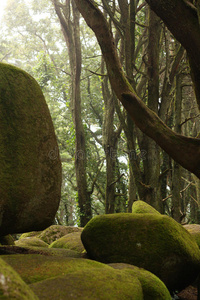 巨大岩石的绿色森林树木
