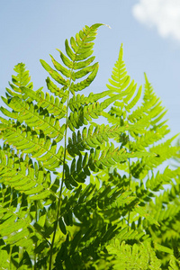 蕨类植物特写镜头