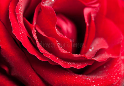 红玫瑰露珠。