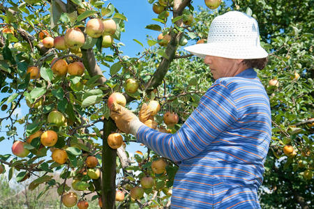 戴白帽子的女人在摘苹果