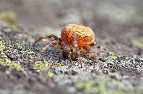 网络 特写镜头 极端 自然 岩石 动物 蛛形纲 恐怖 野生动物