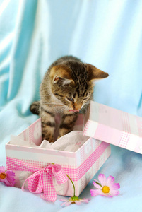 礼品盒中的小猫