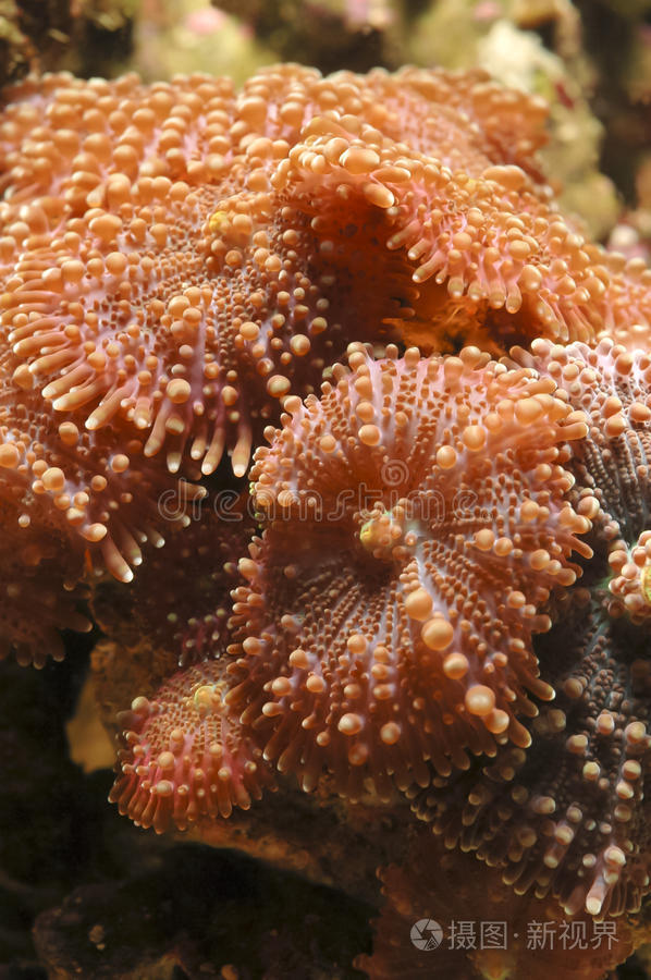 蘑菇海葵