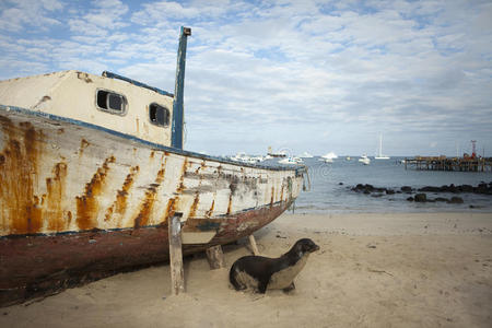 海狮在沙滩上乘船