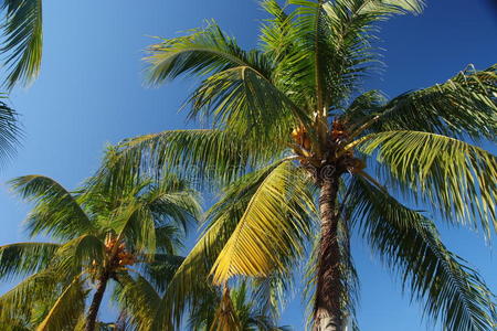 椰子树。