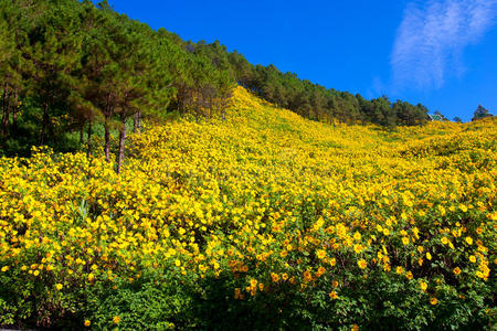 黄花田。