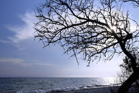 海上枯树