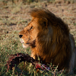 狮子的晚餐。