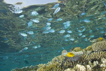 带鱼倒影的热带珊瑚礁景象。