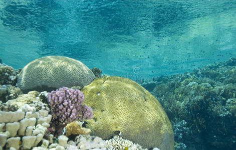 浅海的热带珊瑚礁。