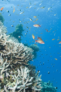 原始的鹿角珊瑚与鱼形成。