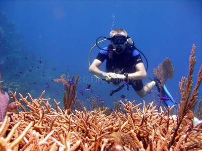 潜水员钦佩鹿角珊瑚。
