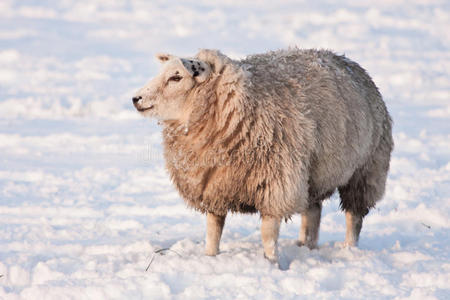 荷兰雪地里的绵羊图片