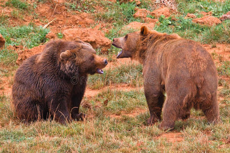 棕熊打架