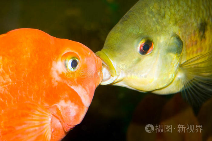 接吻鱼