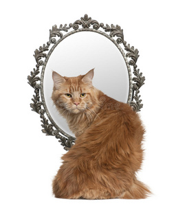猫背着镜子向后看