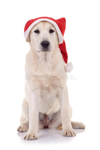 戴圣诞帽的猎犬