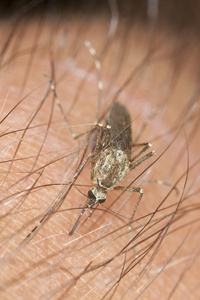 蚊子吸血的特写镜头。